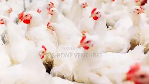 Animal Farming Commercial Domestic