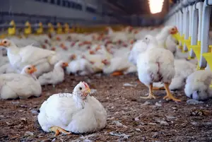 Animal Farming Commercial Domestic