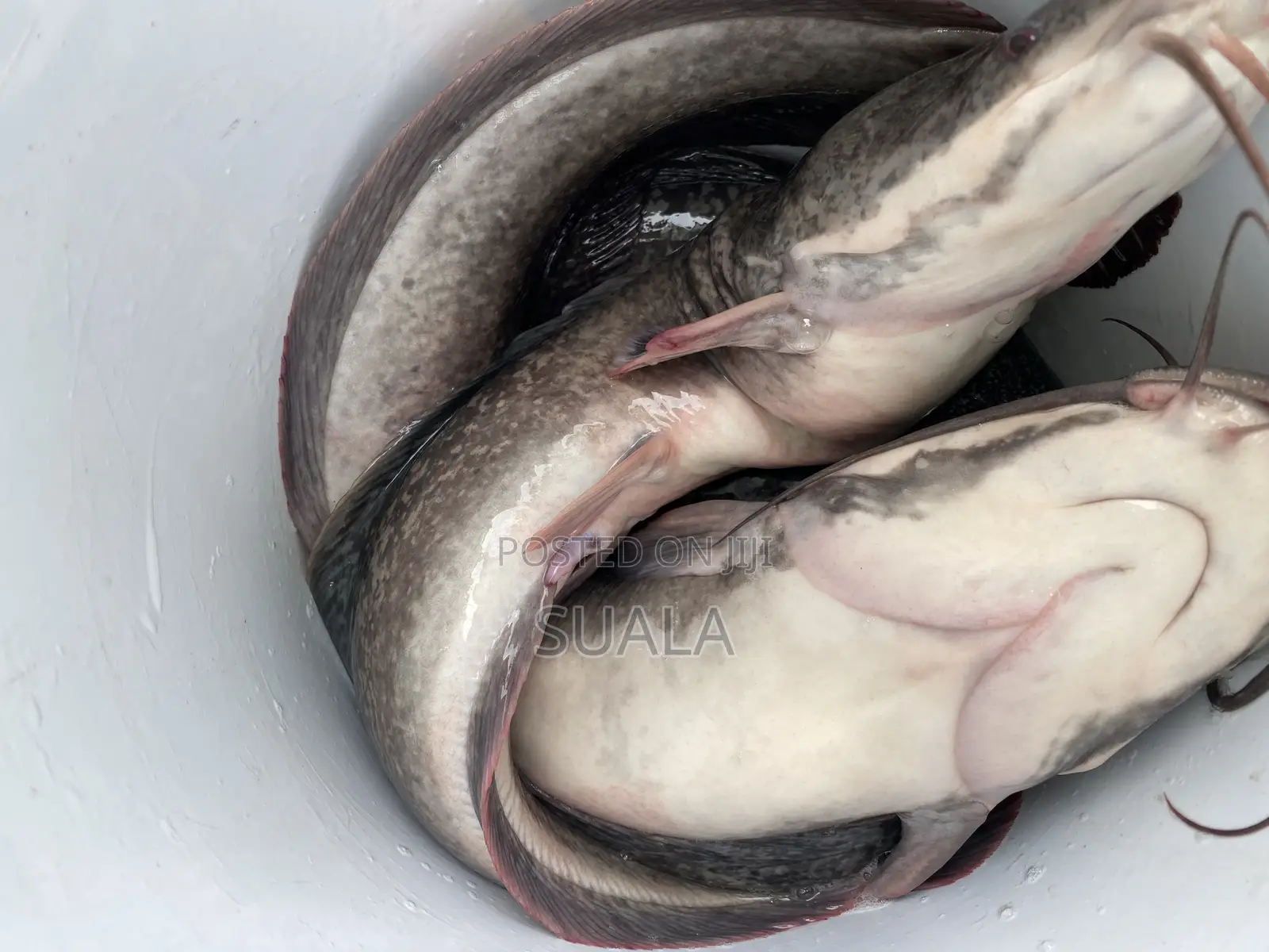 Catfish Farming