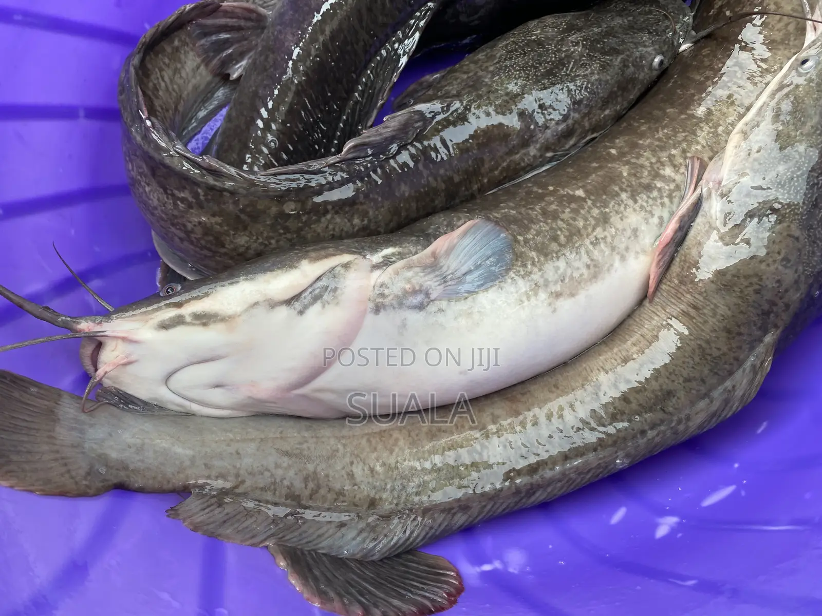 Catfish Farming