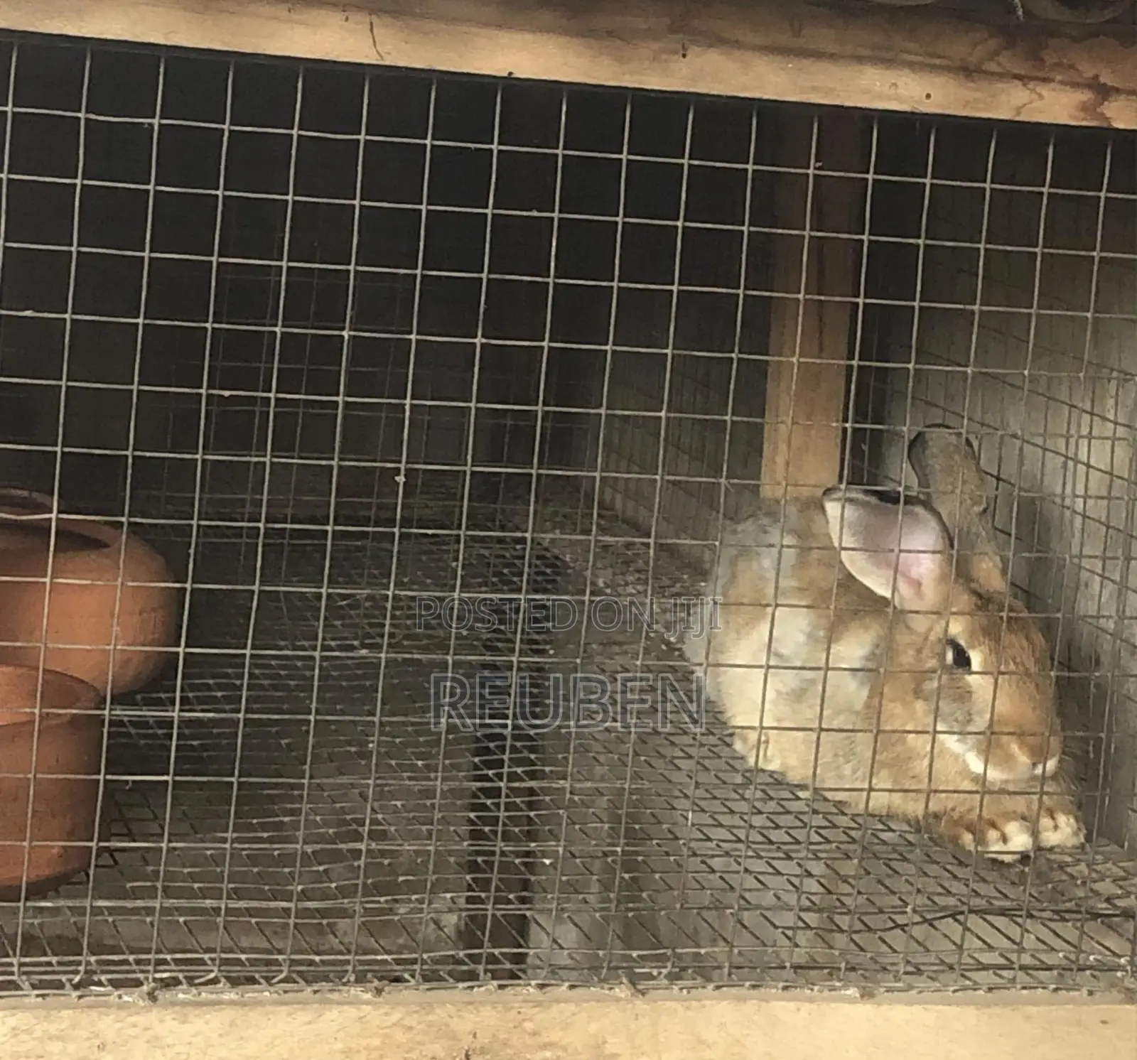Rabbit for Sale
