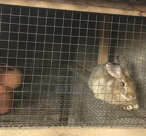 Rabbit for Sale