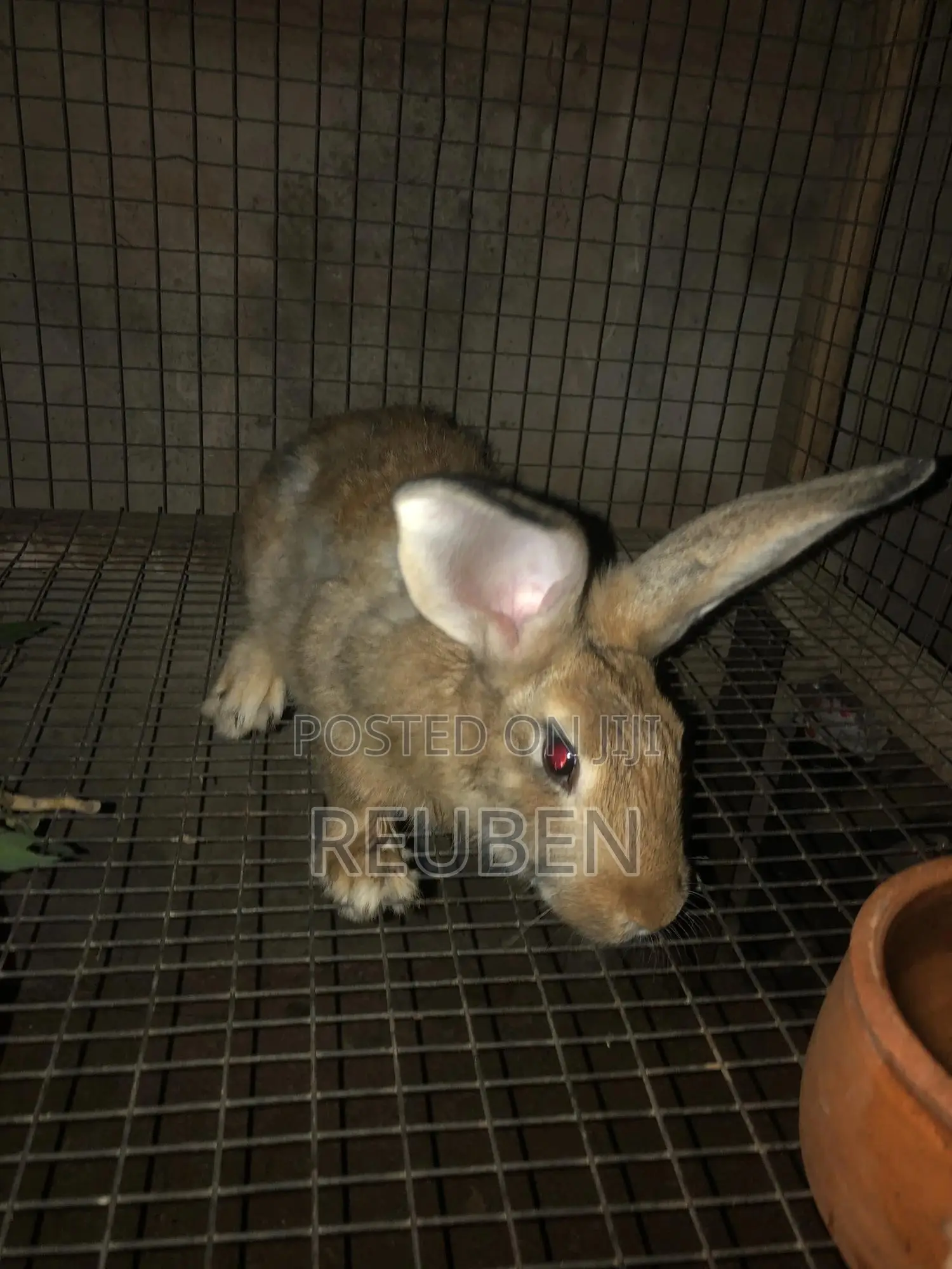 Rabbit for Sale