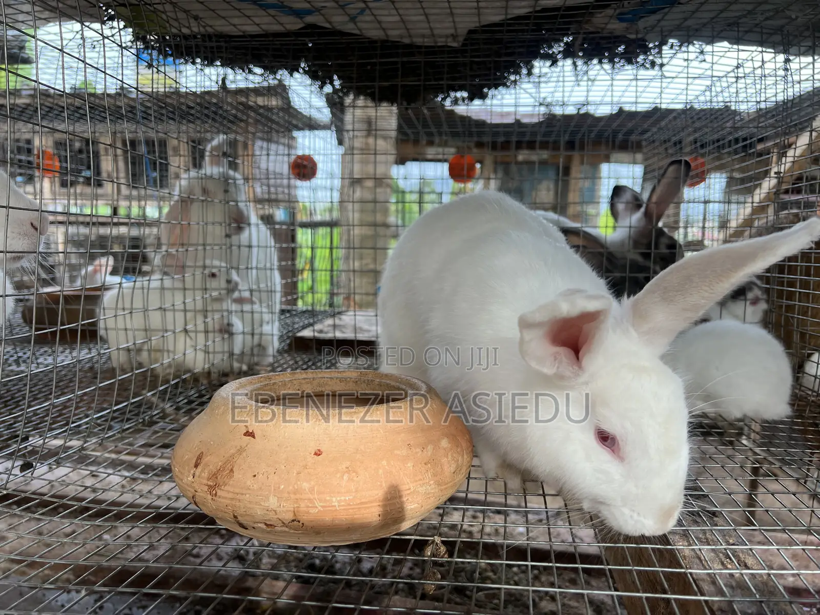 Rabbit Farming Solutions and Training