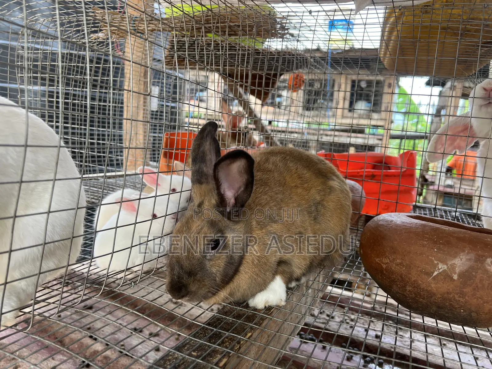 Rabbit Farming Solutions and Training
