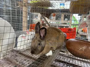 Rabbit Farming Solutions and Training