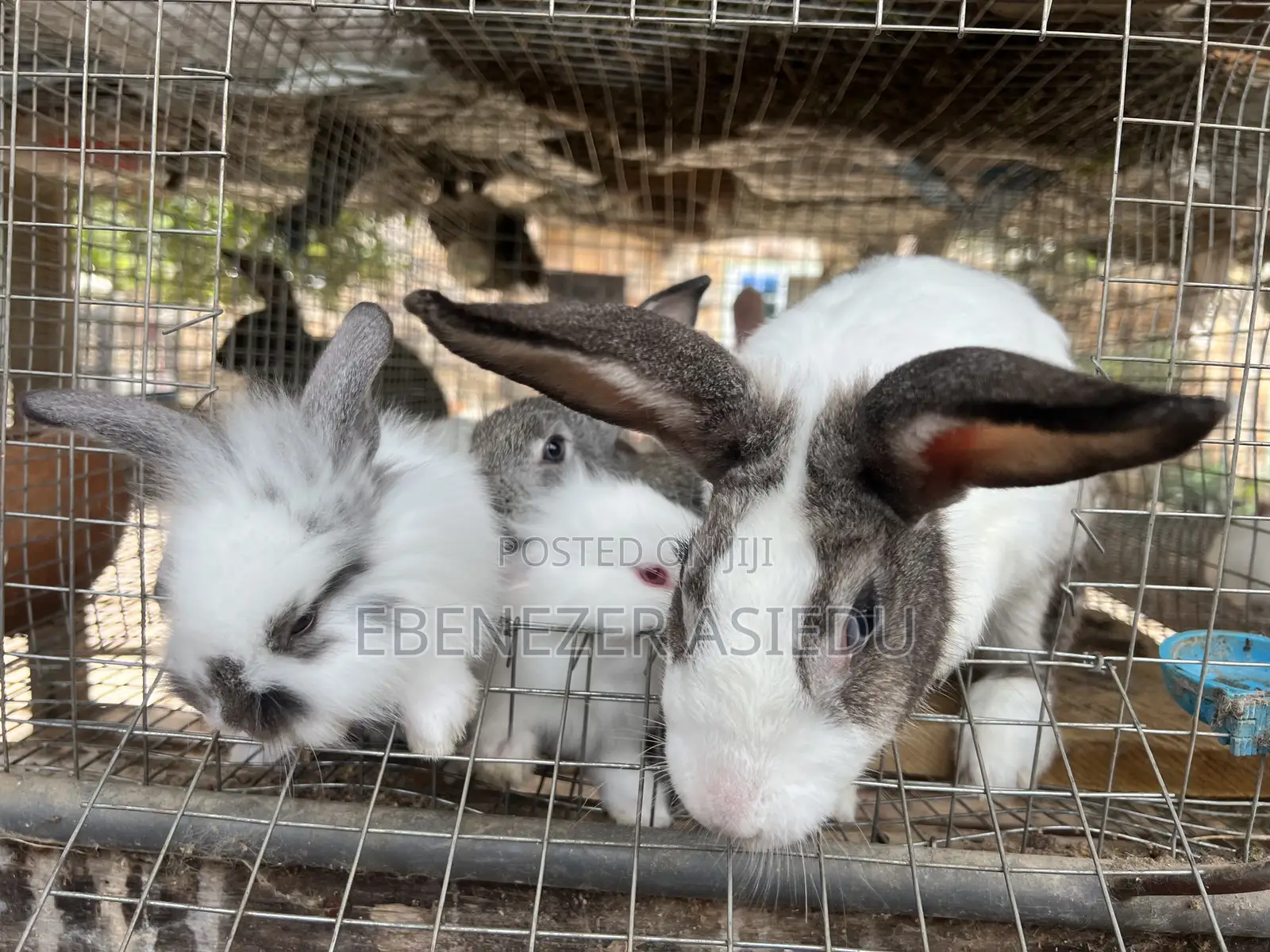 Rabbit Farming Solutions and Training