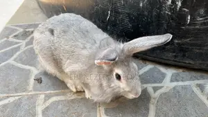 Rabbit Farming Solutions and Training