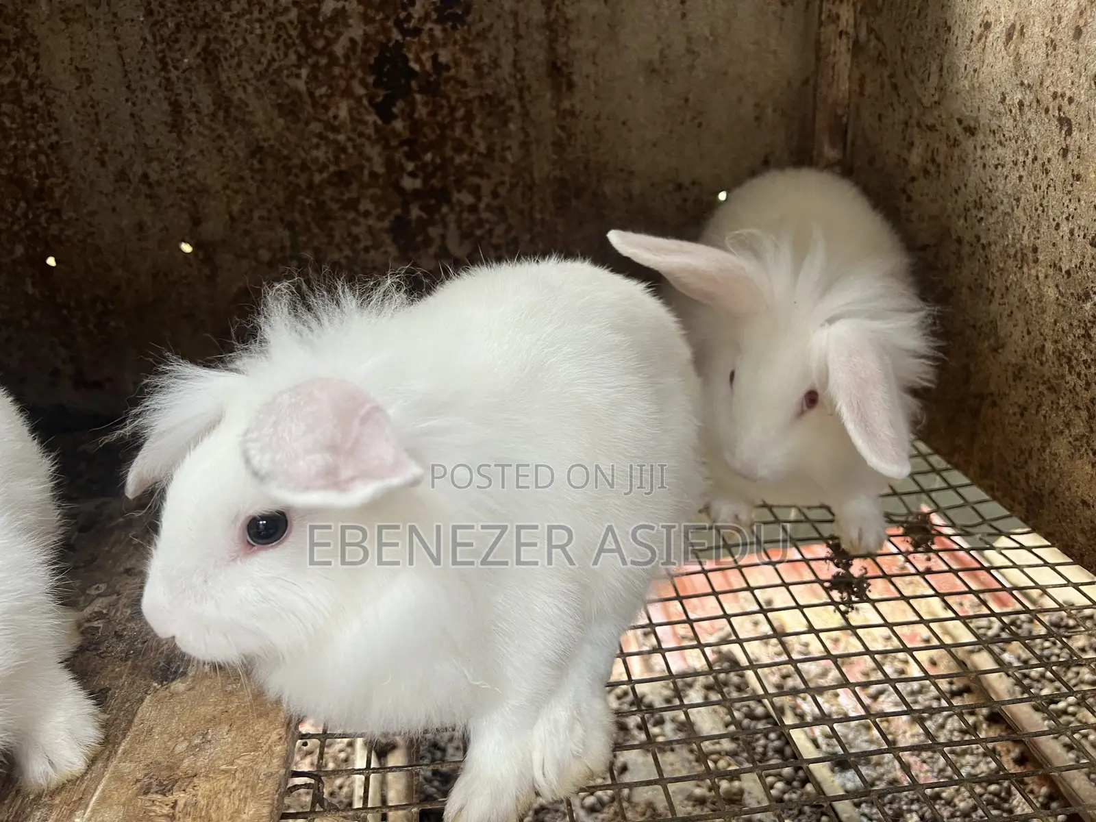 Rabbit Farming Solutions and Training