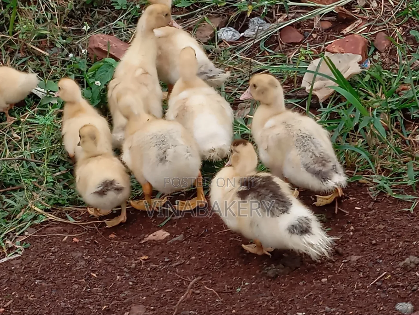 Muscovy Ducklings