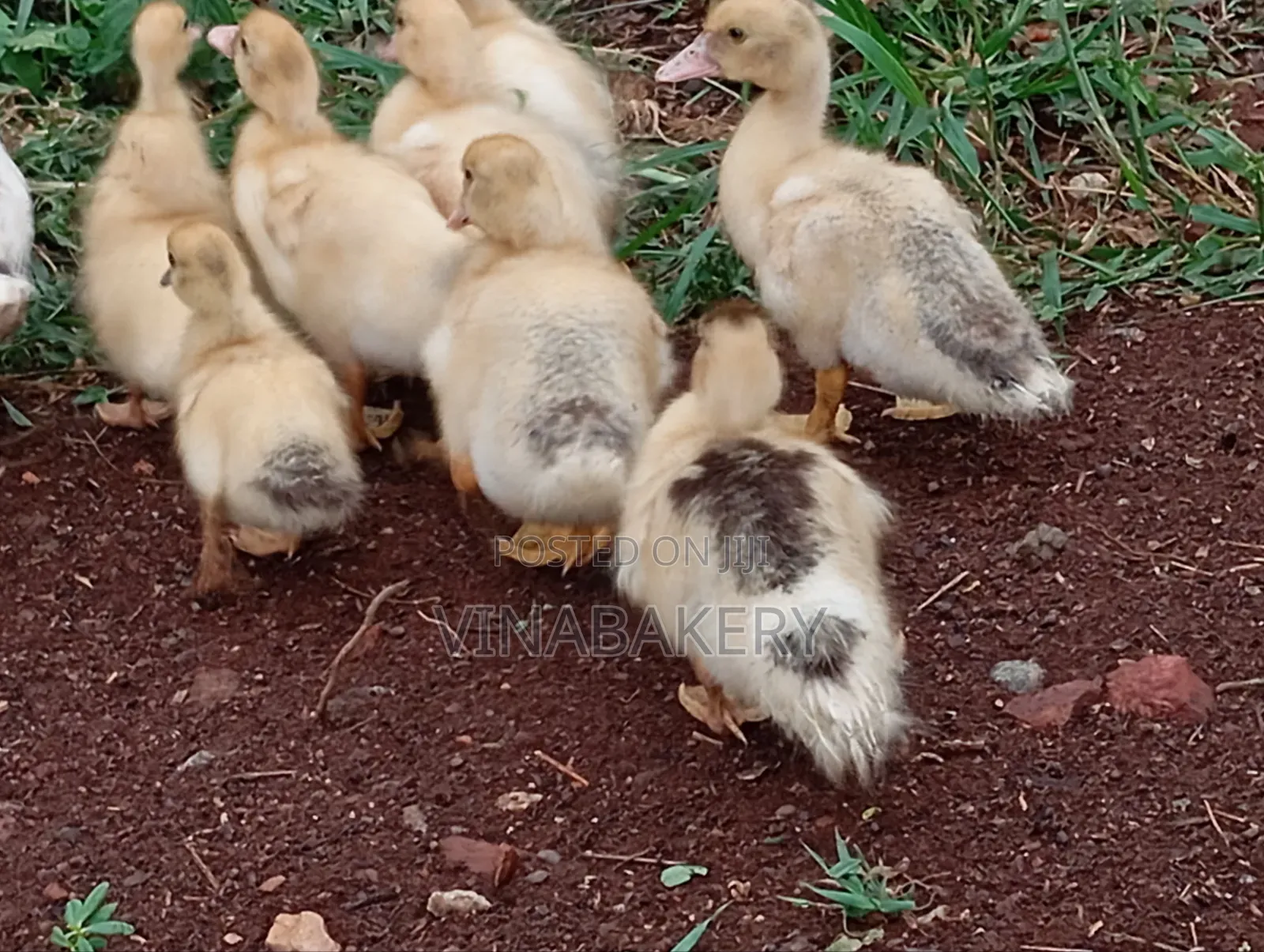 Muscovy Ducklings