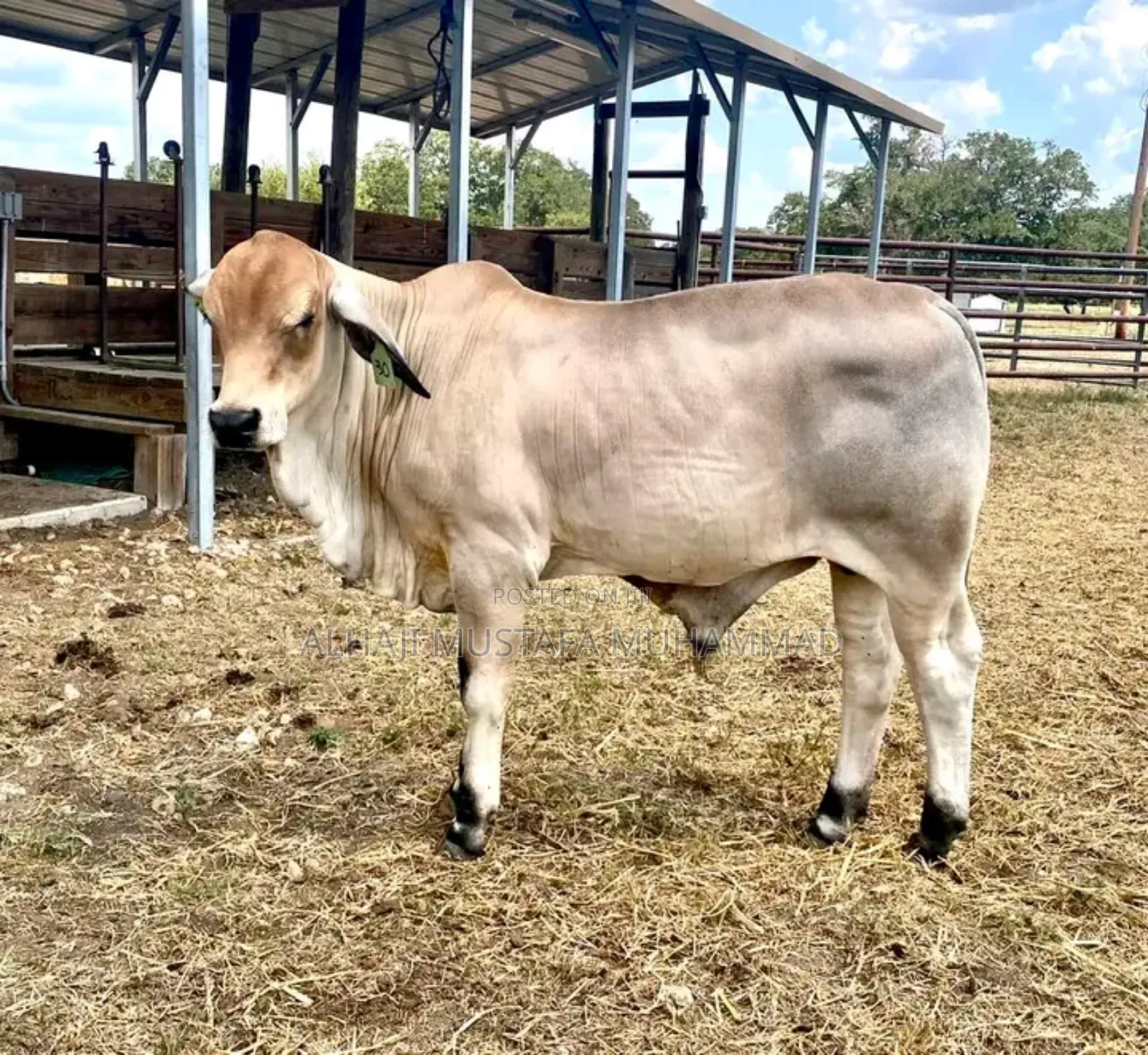 Nice Gudali Cow Seller
