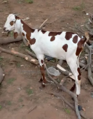 Nice Female Goat Seller