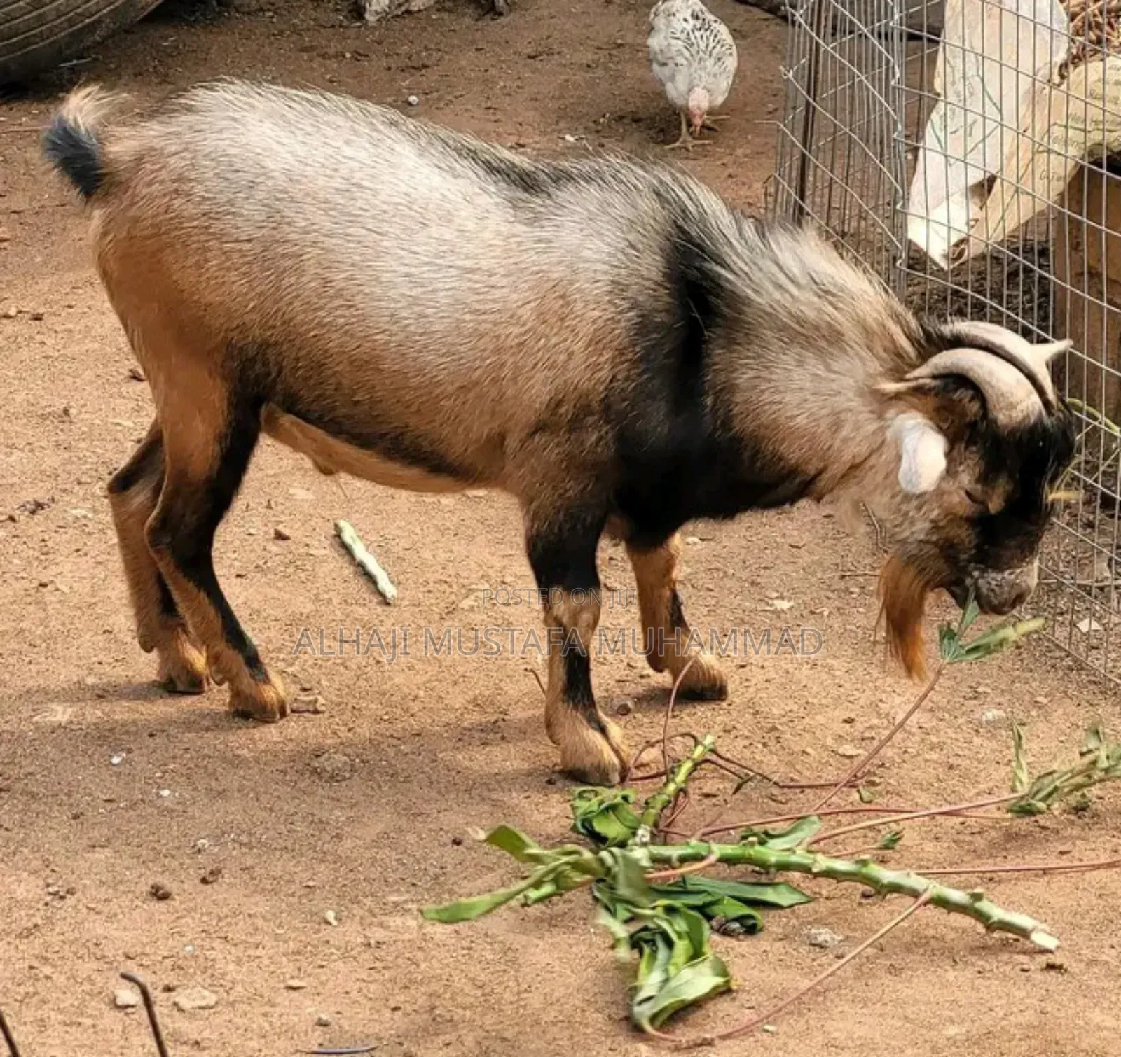 Nice Male Goat Seller