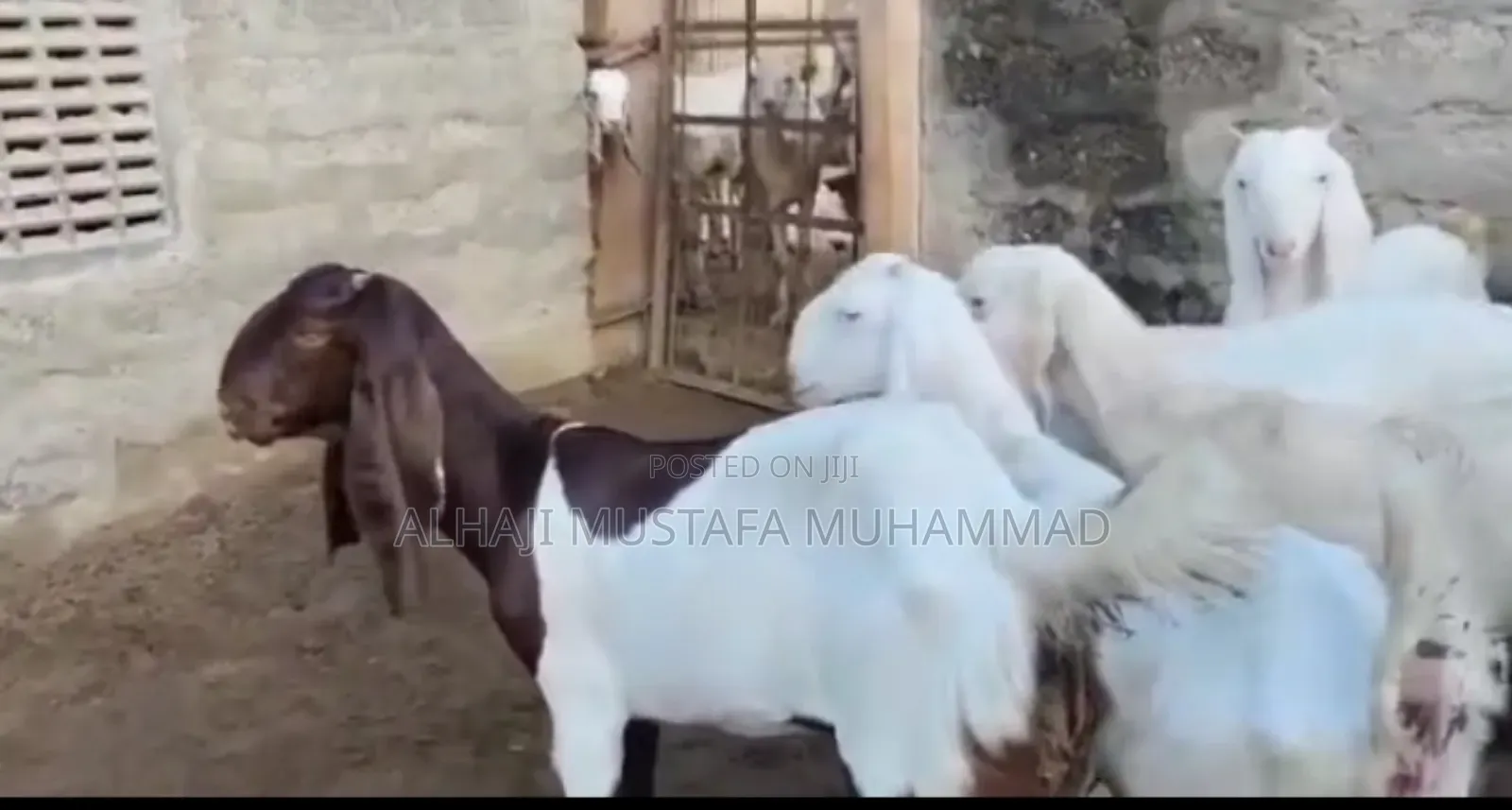 Nice Calamari Females Goat Seller