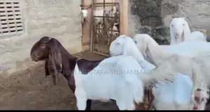 Nice Calamari Females Goat Seller