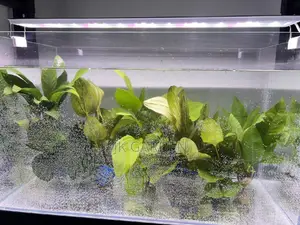 Different Colours Of Real Aquarium Plants