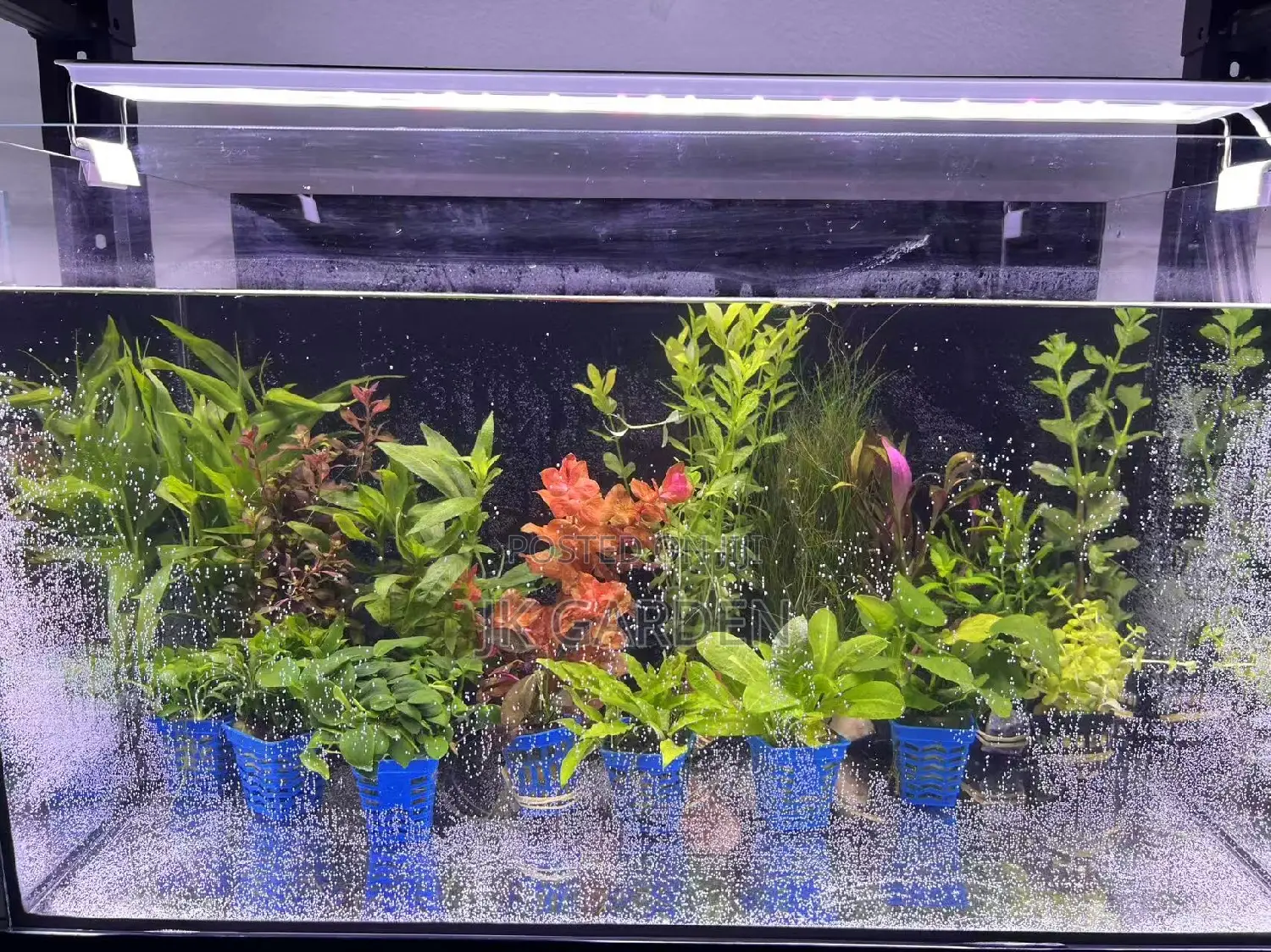 Different Colours Of Real Aquarium Plants