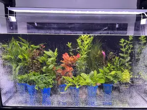 Different Colours Of Real Aquarium Plants