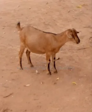 Nice Female Goat Seller