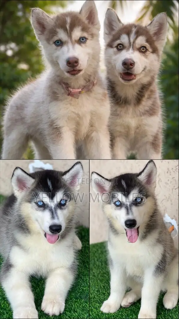 1-3 months Female Purebred Siberian Husky