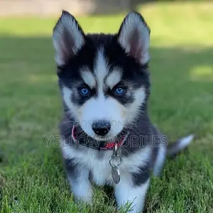 1-3 months Female Purebred Siberian Husky