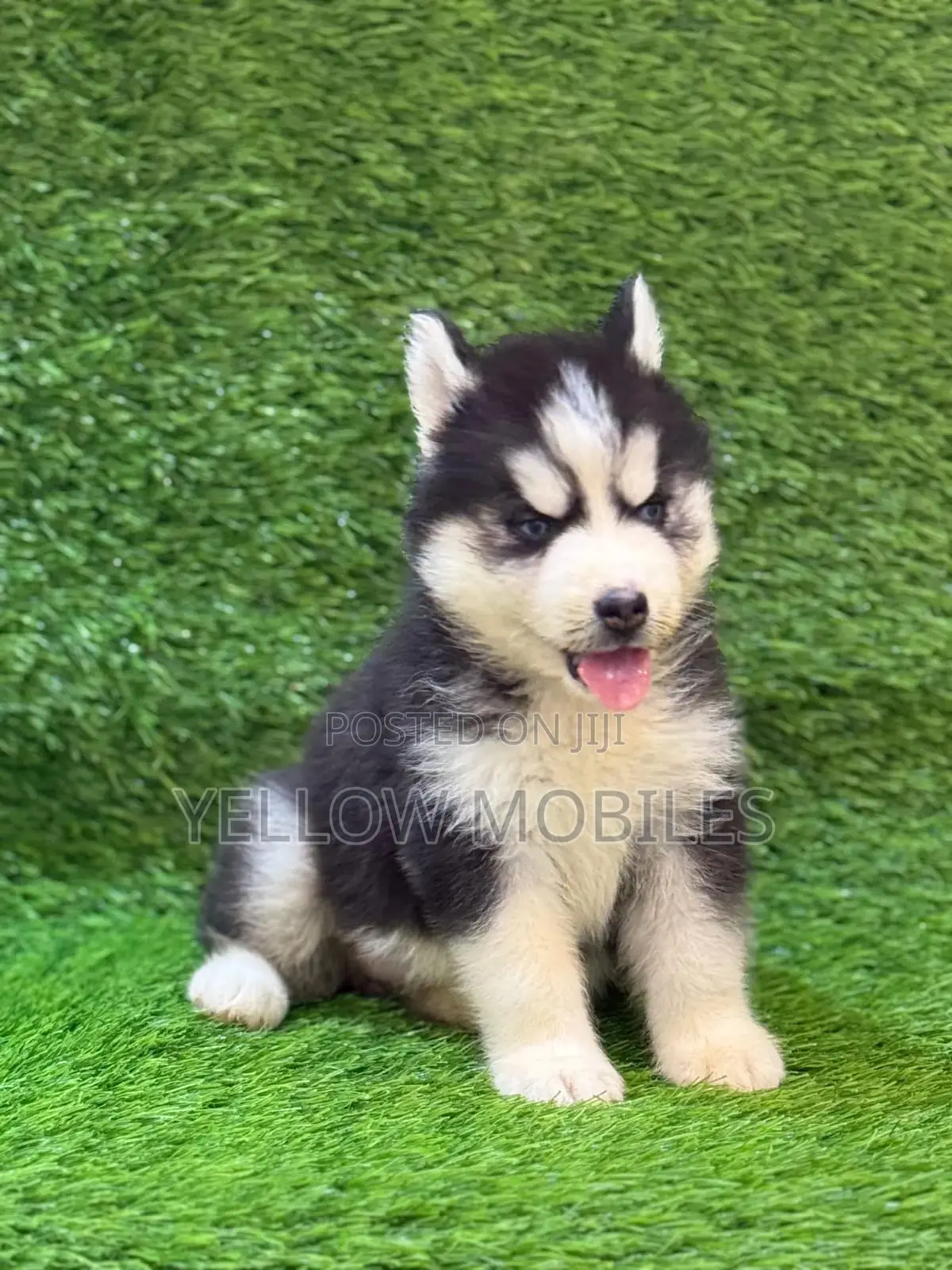 1-3 months Female Purebred Siberian Husky