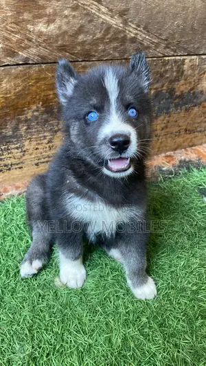 1-3 months Female Purebred Siberian Husky