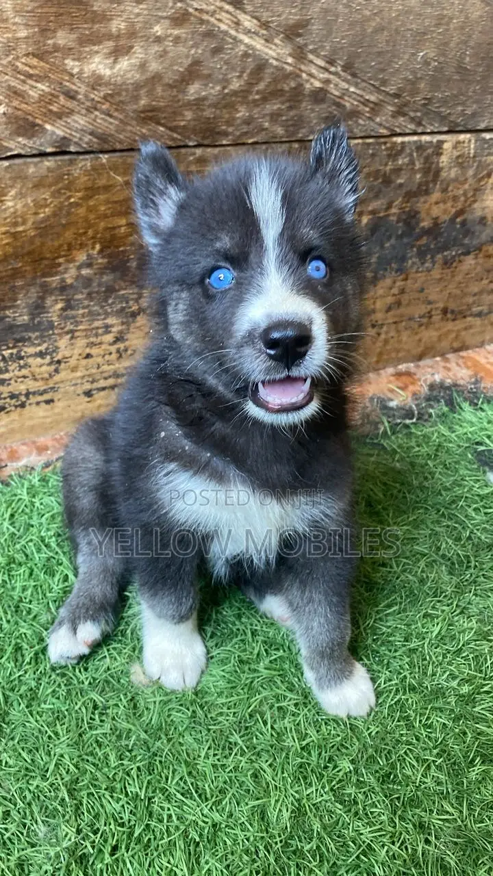 1-3 months Female Purebred Siberian Husky