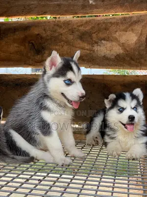 1-3 months Female Purebred Siberian Husky