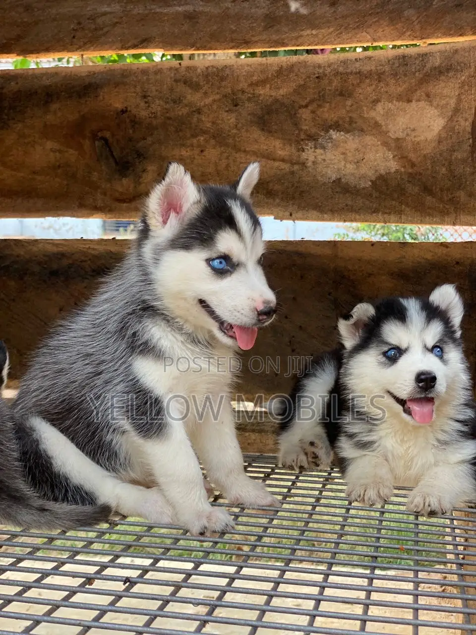 1-3 months Female Purebred Siberian Husky