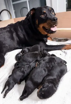 1-3 months Male Purebred Rottweiler