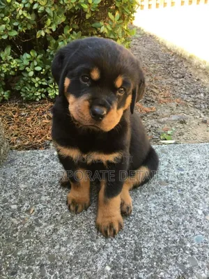 1-3 months Male Purebred Rottweiler
