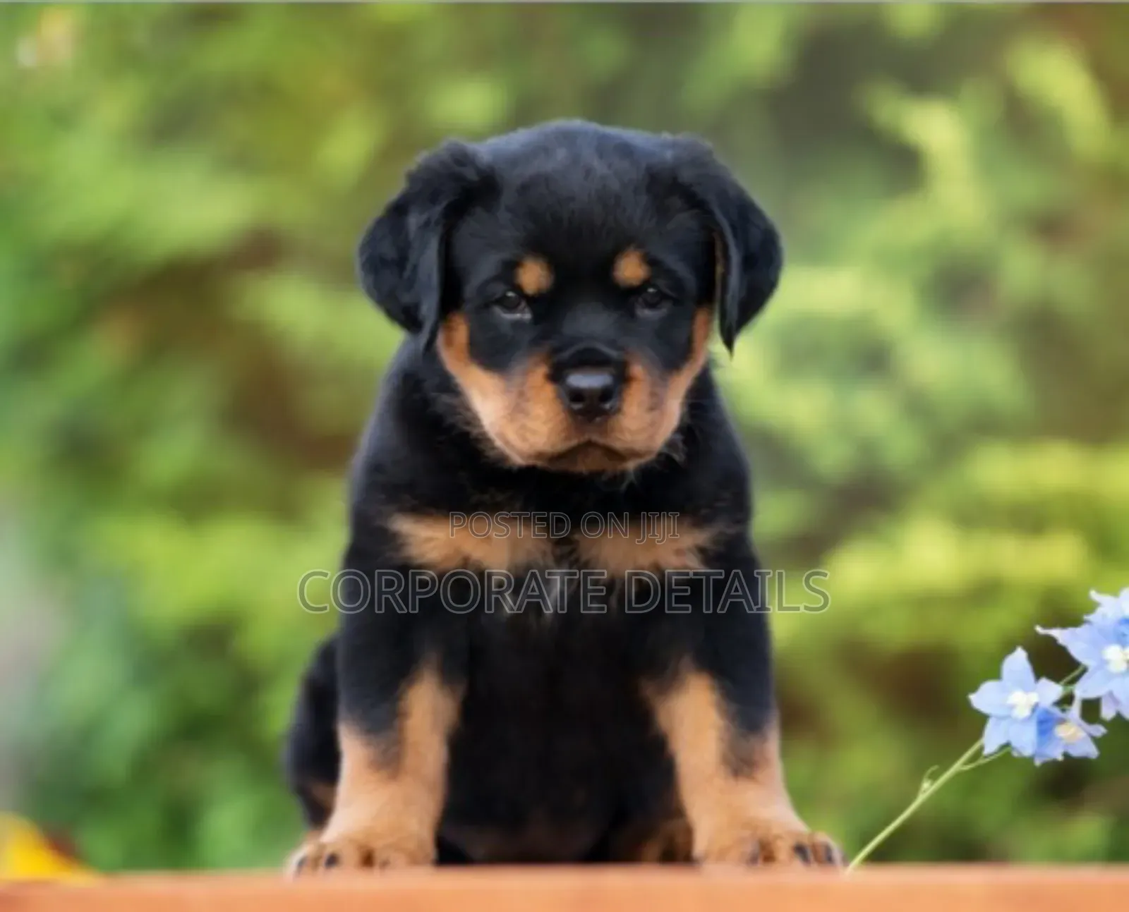 1-3 months Male Purebred Rottweiler