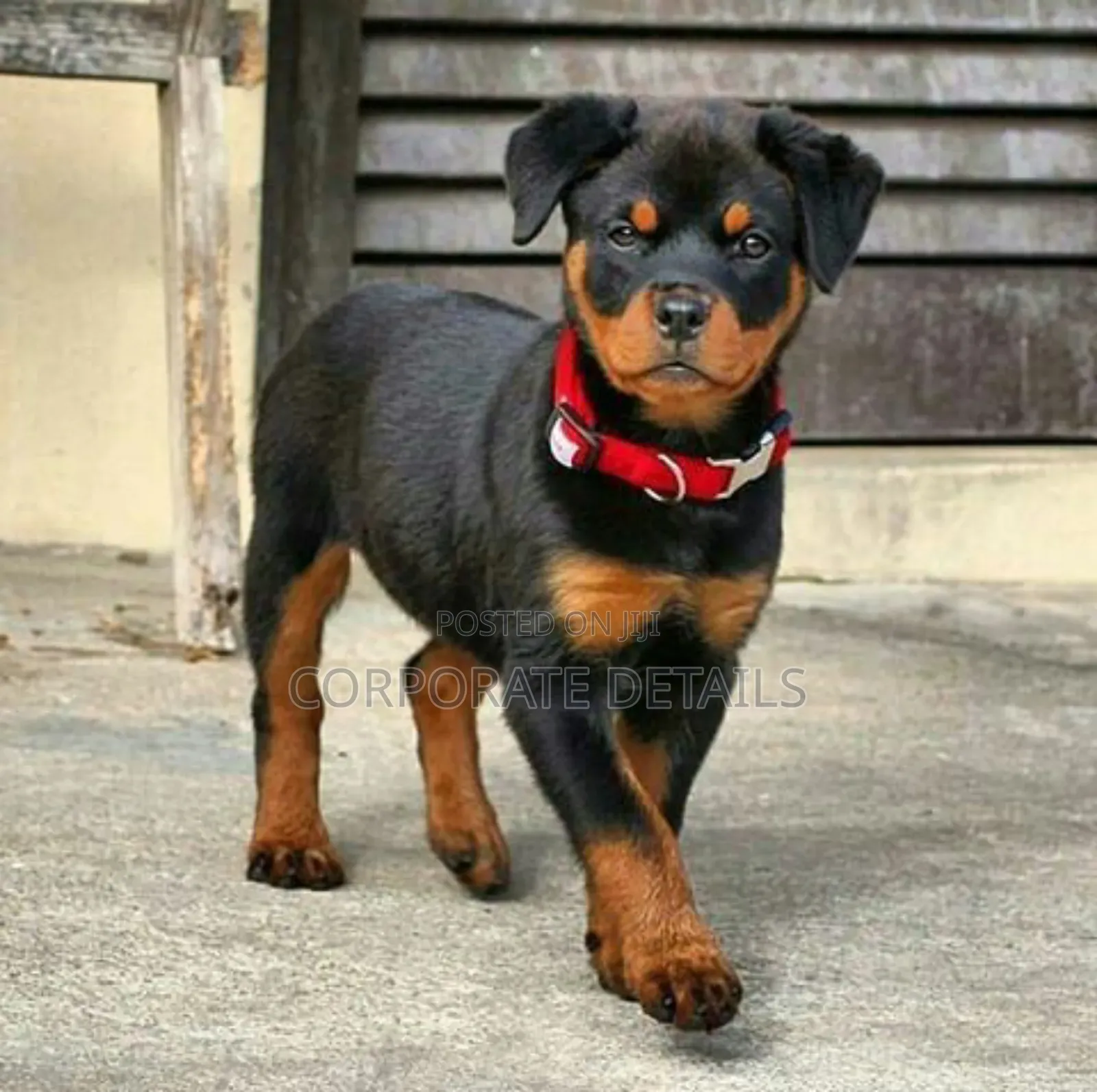 1-3 months Male Purebred Rottweiler
