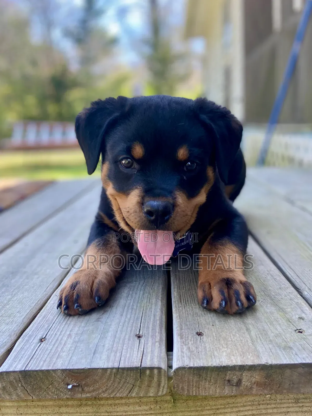 1-3 months Male Purebred Rottweiler