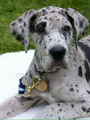 1-3 months Male Purebred Great Dane