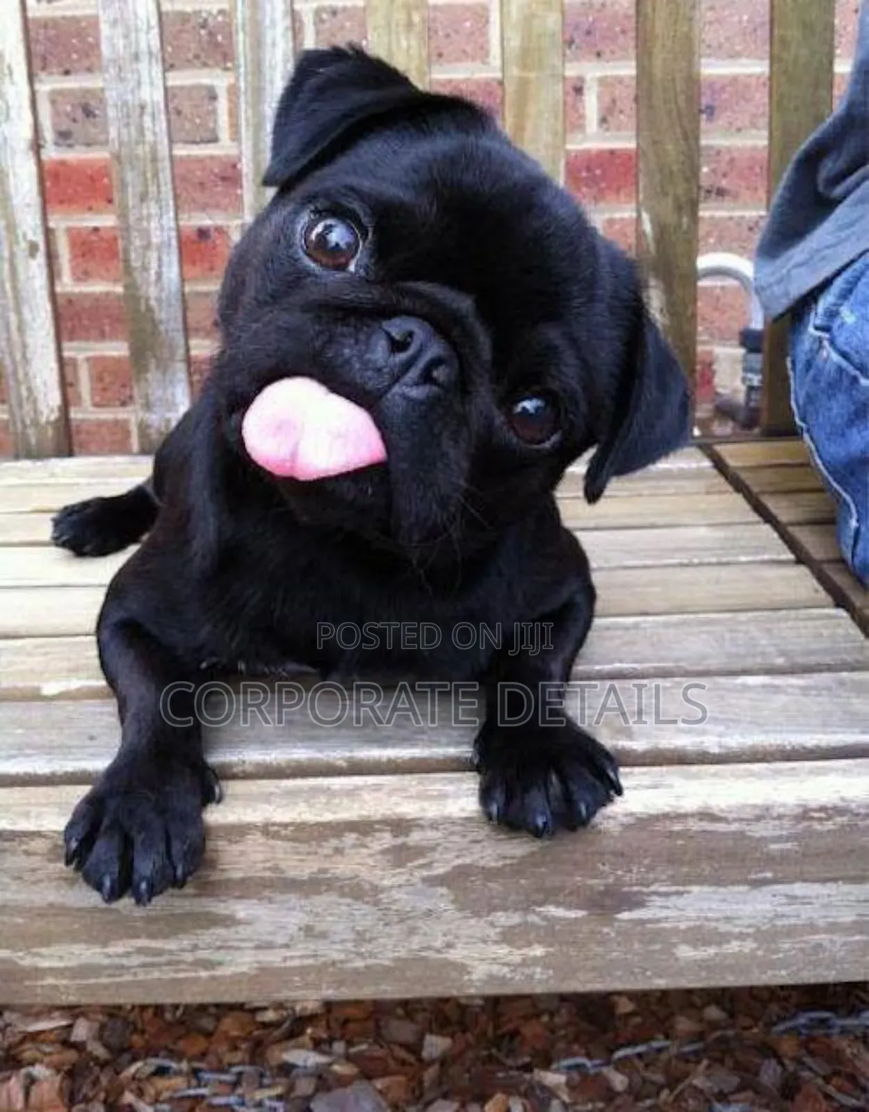 1-3 months Female Purebred Pug