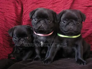 1-3 months Female Purebred Pug