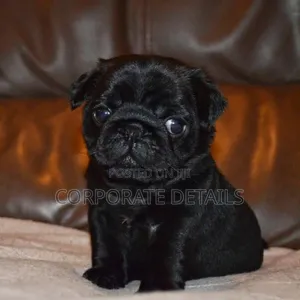 1-3 months Female Purebred Pug