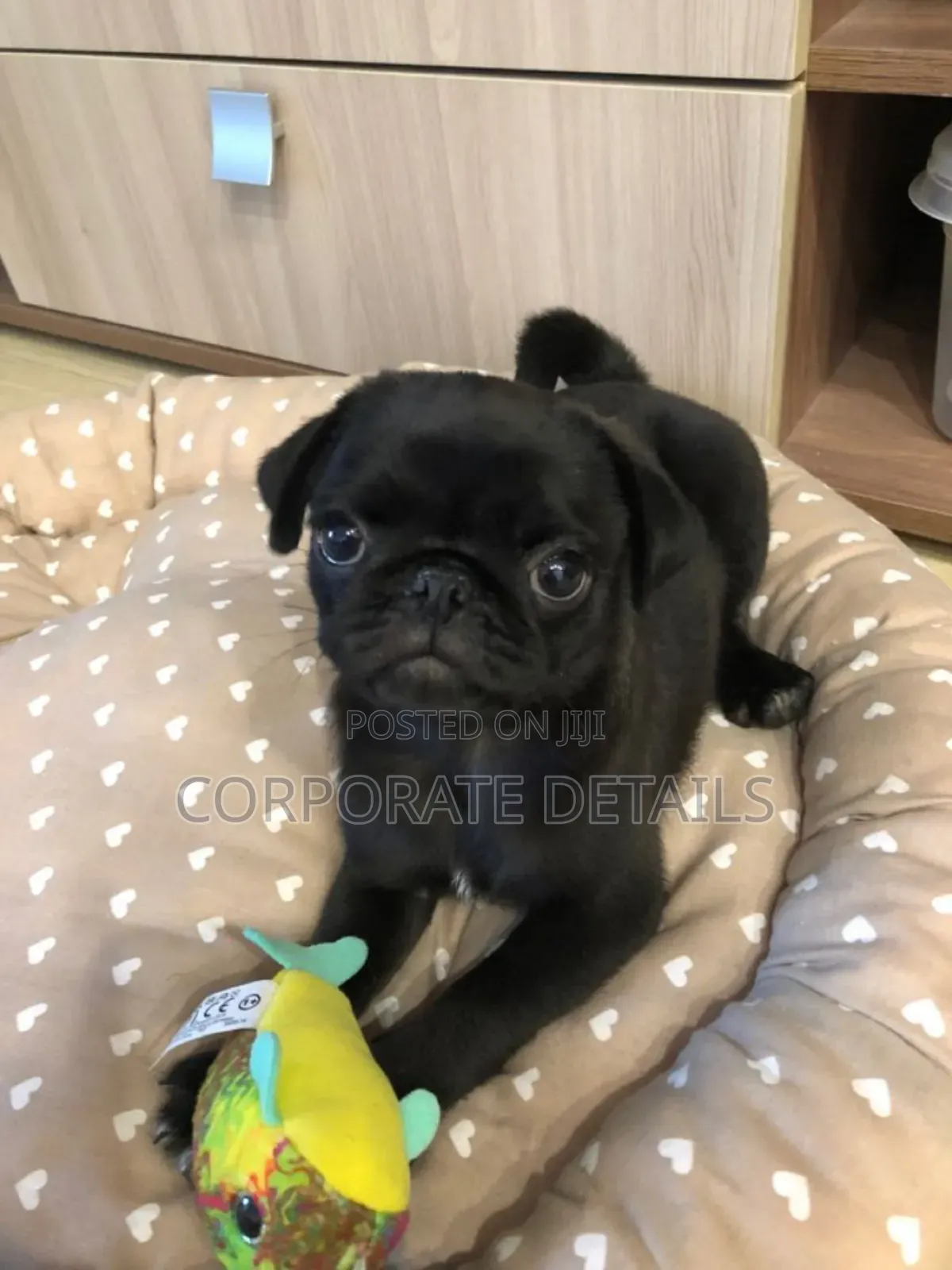 1-3 months Female Purebred Pug