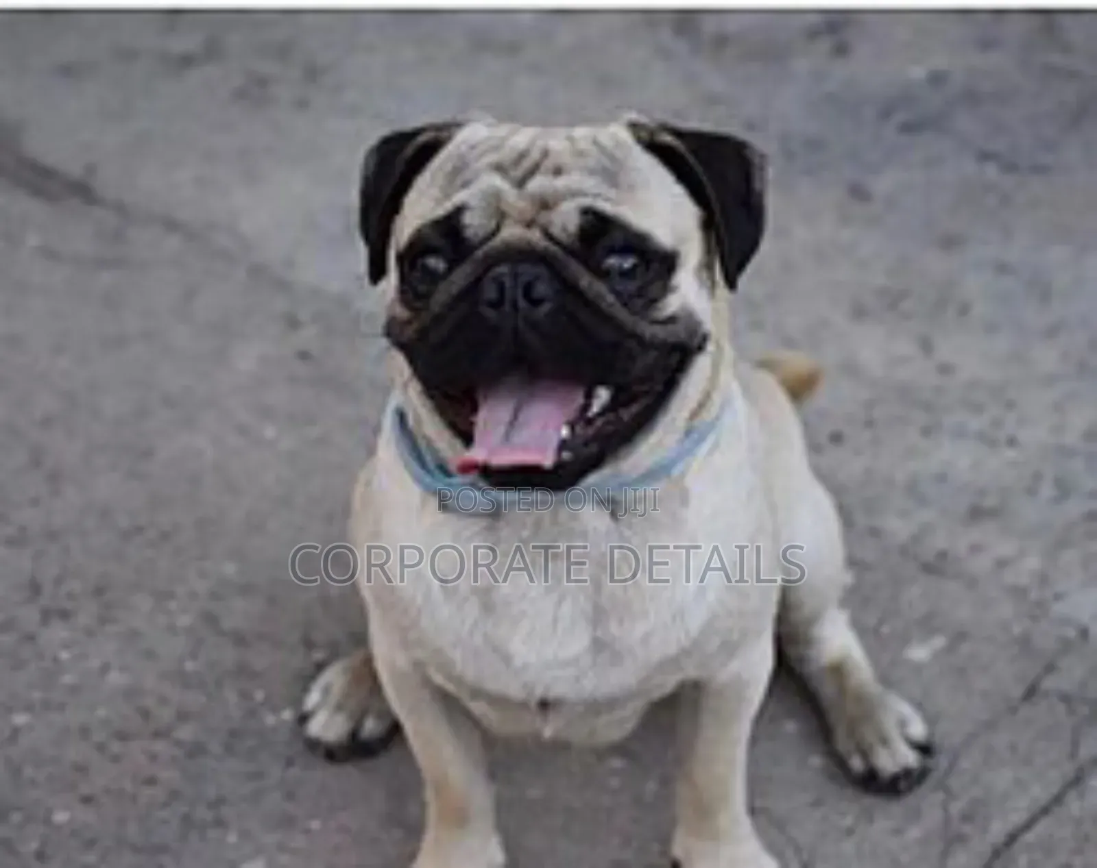 1-3 months Female Purebred Pug