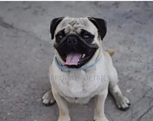 1-3 months Female Purebred Pug