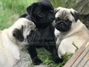 1-3 months Female Purebred Pug