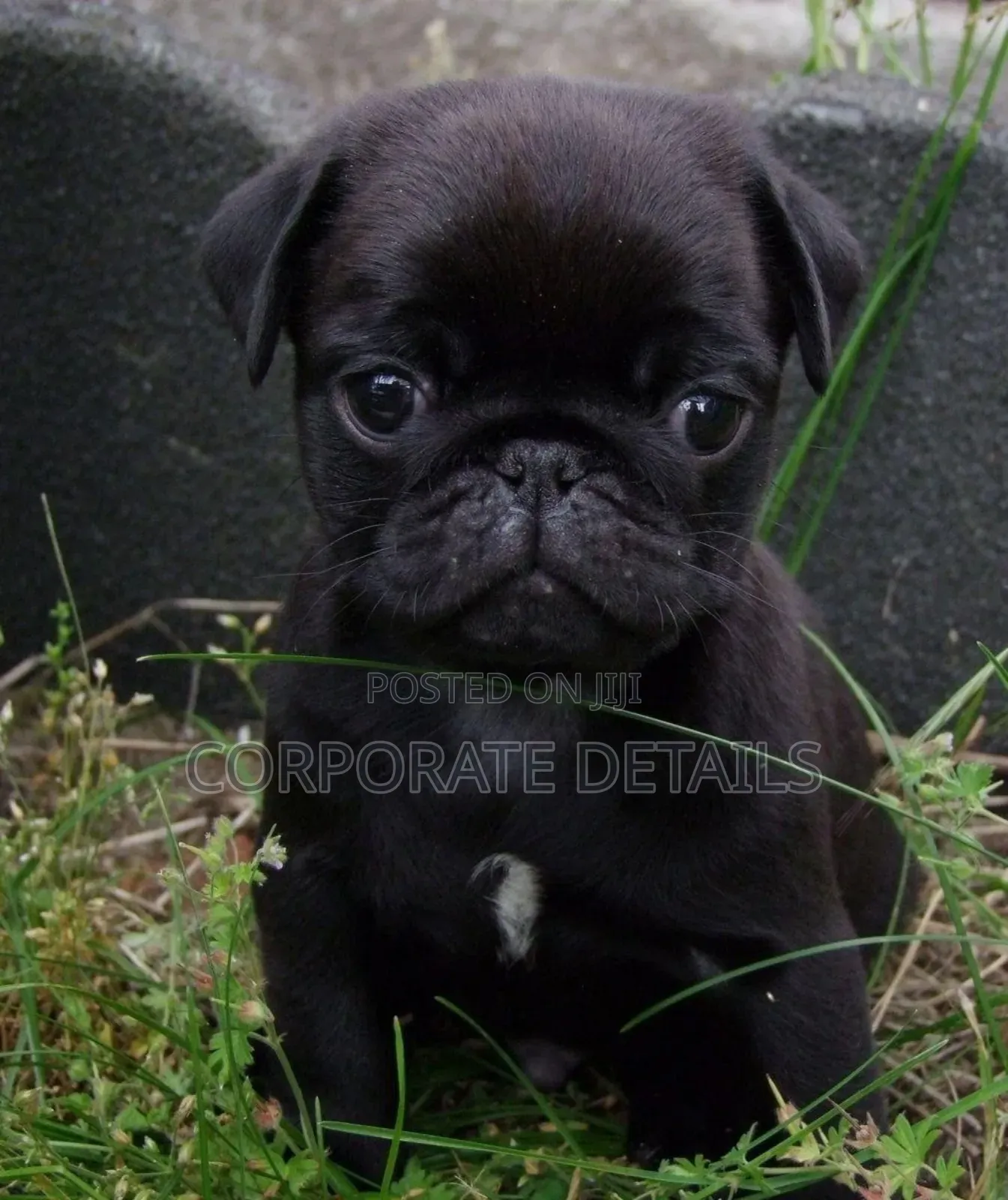 1-3 months Female Purebred Pug