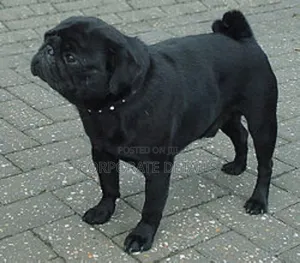 1-3 months Female Purebred Pug