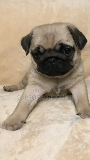 1-3 months Female Purebred Pug