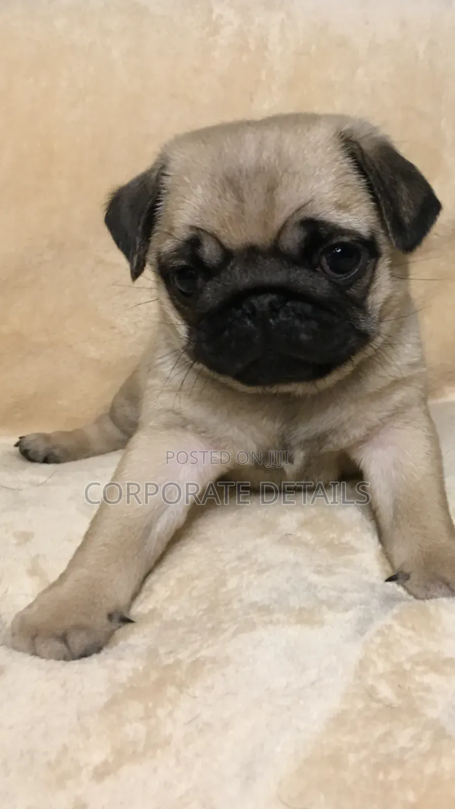 1-3 months Female Purebred Pug