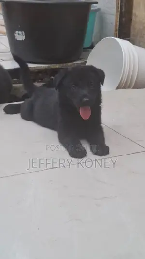 1-3 months Male Purebred German Shepherd