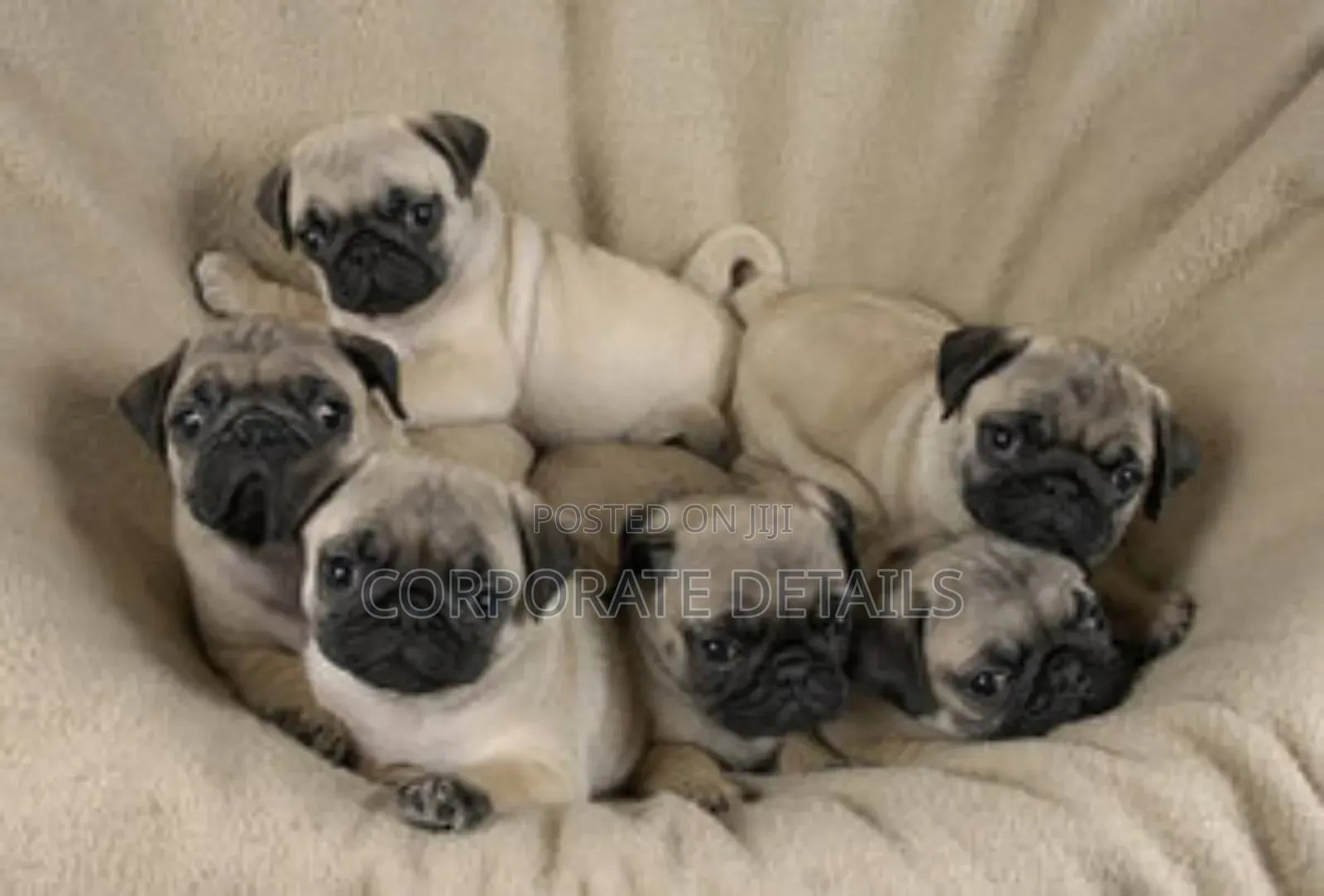 1-3 months Female Purebred Pug